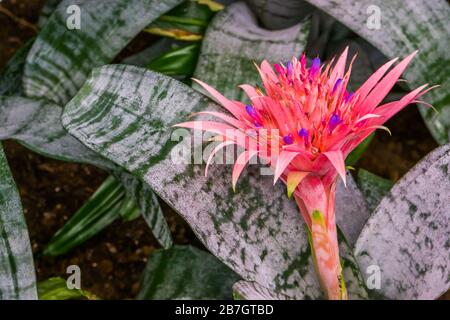 Schöne Nahaufnahme der Blume einer Silbervase-Pflanze, tropische Spezia aus Brasilien Stockfoto