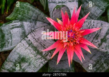 Makro-Nahaufnahme der blühenden Blume einer Urnenpflanze, bunte tropische Spezia aus Brasilien Stockfoto