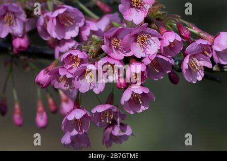 Prunus 'Kursar', kleiner blühender Kirschbaum, Blume Stockfoto