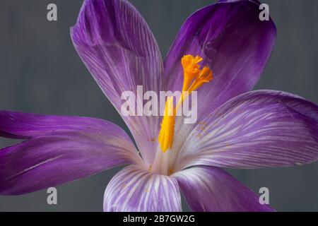 Große blumige Krokuserinnerung (Crocus vernus Synonym Crocus × cultorum) Stockfoto