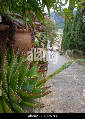 Saftige Pflanze mit Regentropfen vor verschwommenen 365 Stufen von Kalvarienberg in Pollenca auf der baleareninsel Mallorca (Mallorca), Spanien Stockfoto