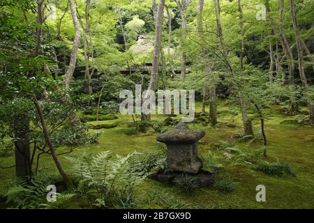 Beeindruckender Moosgarten des Gio-ji Tempels in Kyoto, Japan Stockfoto