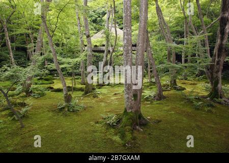 Beeindruckender Moosgarten des Gio-ji Tempels in Kyoto, Japan Stockfoto