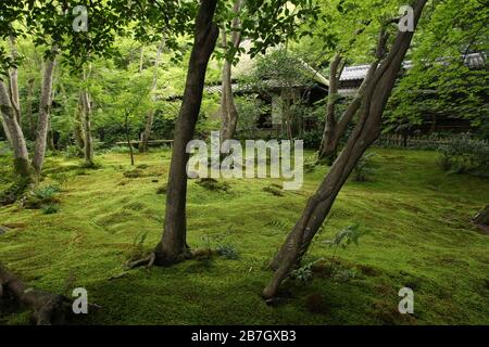 Beeindruckender Moosgarten des Gio-ji Tempels in Kyoto, Japan Stockfoto