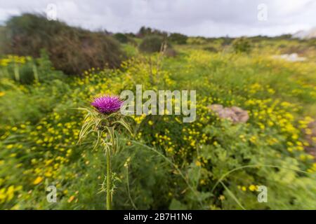 Rosa Milchdistel Silybum Marianum schließen sich auf einem verschwommenen Hintergrund einer Wiese an Stockfoto