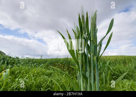 Ohren junger Weizen mit Tau fallen auf Körner und Blätter auf einem verschwommenen Hintergrund von Feld und blauem Himmel mit Wolken Stockfoto