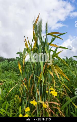 Ohren junger Weizen mit Tau fallen auf Körner und Blätter vor dem Hintergrund einer Blumenwiese und blauem Himmel mit Wolken Stockfoto