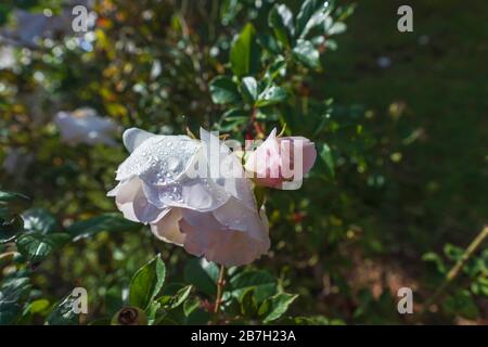 Eine Knospe und ein Blumenkopf einer zarten rosafarbenen Rose in Regentropfen auf einem Grund aus grünem Laub Stockfoto