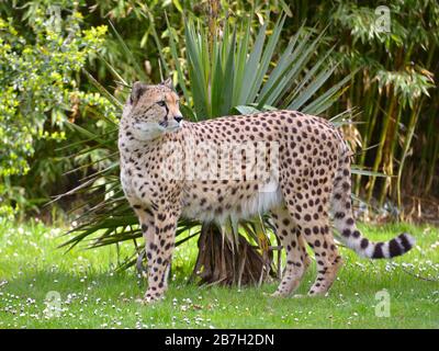 Nahaufnahme des Profils Afrikanischer Gepard (Acinonyx jubatus), der auf Gras aus dem Profil steht Stockfoto