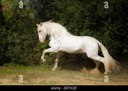 Spanischer grauer Hengst unterwegs, Andalusien Stockfoto