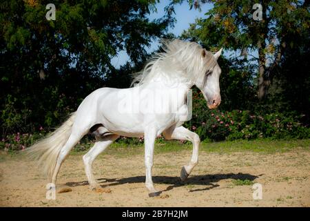 Spanischer grauer Hengst unterwegs, Andalusien Stockfoto