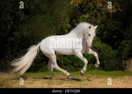 Spanischer grauer Hengst unterwegs, Andalusien Stockfoto