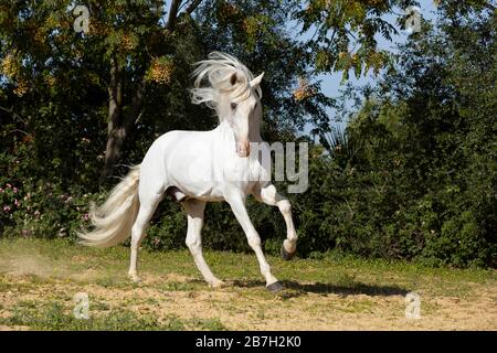 Spanischer grauer Hengst unterwegs, Andalusien Stockfoto