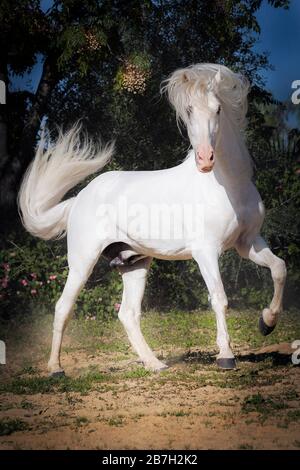 Spanischer grauer Hengst unterwegs, Andalusien Stockfoto