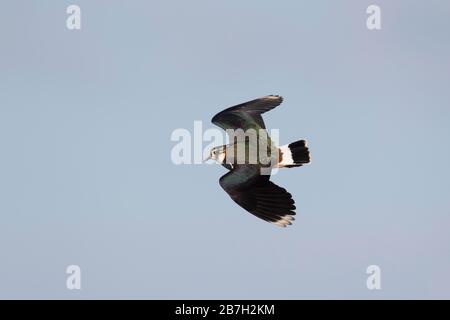 Verfallender (Vanellus vanellus) adulter Vogel im Flug, Norfolk, England, Großbritannien Stockfoto