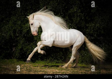 Spanischer grauer Hengst unterwegs, Andalusien Stockfoto