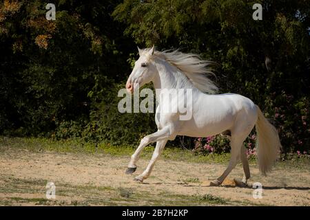 Spanischer grauer Hengst unterwegs, Andalusien Stockfoto