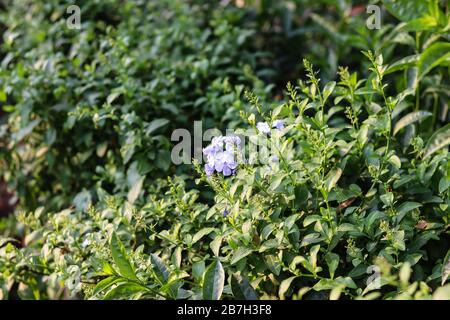 Schönste Hintergrundblume In Bangladesch Stockfoto