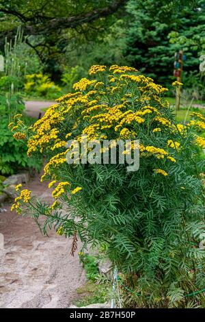 Üppige Bush von Tansy, Tanacetum vulgare, von Gartenwegen Stockfoto