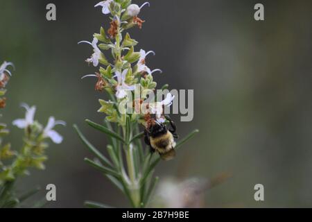 Biene in einer Blume Washington DC Wild 6 Stockfoto