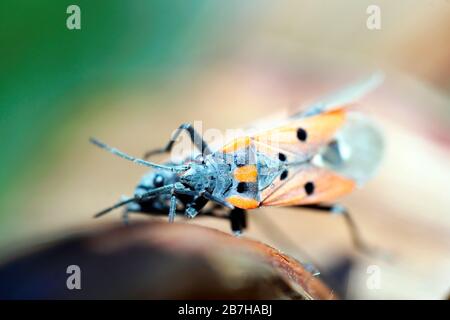 Europäische Feuerwanze (Pyrrhocoris apterus) extreme Nahaufnahmen. Stockfoto