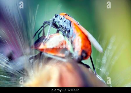 Europäische Feuerwanze (Pyrrhocoris apterus) extreme Nahaufnahmen. Stockfoto