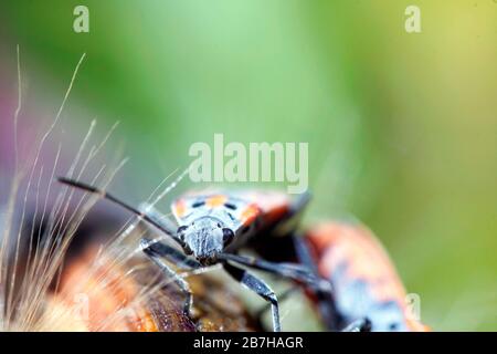 Europäische Feuerwanze (Pyrrhocoris apterus) extreme Nahaufnahmen. Stockfoto