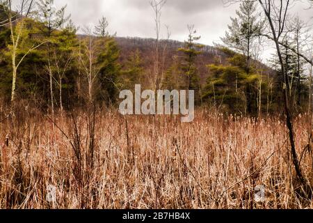 Wilde Vegetation in einer Waldlichtung an einem übergiebelten Wintertag Stockfoto