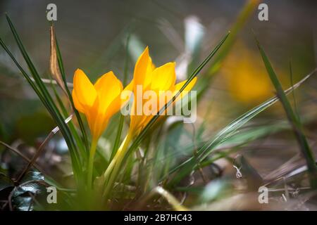 Crocus im Frühlingsgarten sprießen - Wahlfokus, Kopierraum Stockfoto