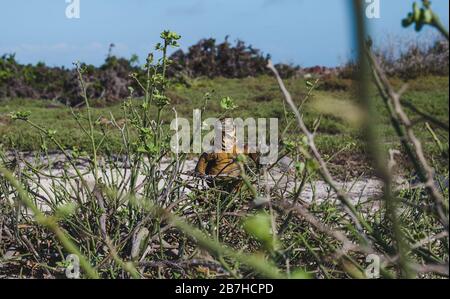 Große schuppige männliche Iguana tritt aus dem Unterwuchs auf den Galapagos-Inseln, Ecuador, hervor Stockfoto