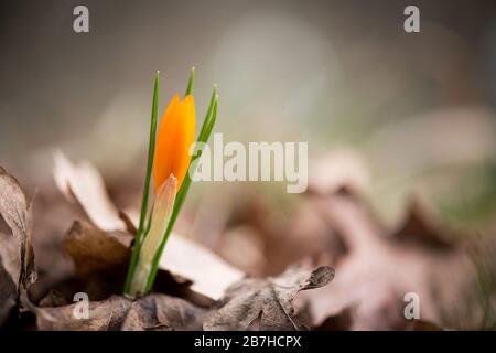 Crocus im Frühlingsgarten sprießen - Wahlfokus, Kopierraum Stockfoto