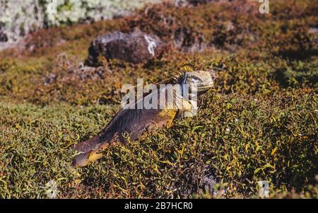 Große schuppige männliche Iguana tritt aus dem Unterwuchs auf den Galapagos-Inseln, Ecuador, hervor Stockfoto