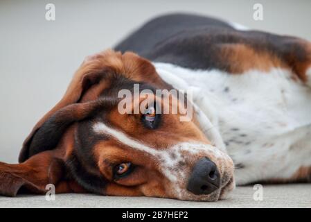 Reinrassige dreifarbige, schwellige Basselhunde liegen auf und blicken in die Kamera, bevor sie schlafen. Selektiver Fokus mit verschwommenem Hintergrund. Stockfoto