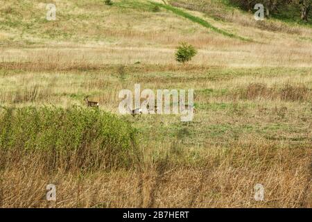 Reh Hirsch und Hirsch Herde auf Müllplatz in der Nähe von Cambuslang, Glasgow, gesehen, während der Spaziergang auf dem Clyde Walkway Stockfoto