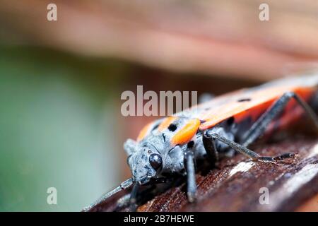 Europäische Feuerwanze (Pyrrhocoris apterus) extreme Nahaufnahmen. Stockfoto