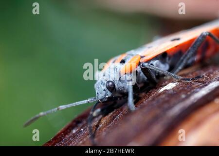 Europäische Feuerwanze (Pyrrhocoris apterus) extreme Nahaufnahmen. Stockfoto