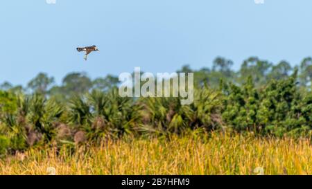 Ein Red-schulterter Hawk (Buteo lineatus), der über die Ritch Grissom Memorial Wetlands in Viera, Florida, USA fliegt. Stockfoto