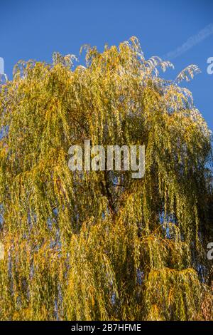 Großer gelber herbstlicher Eschenbaum im Wald Stockfoto