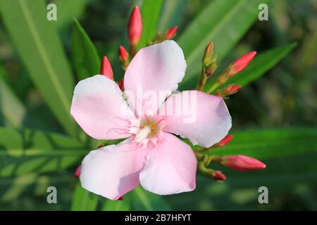 Nerium Oleander Blume Hardy Pink, Gujarat, Indien Stockfoto