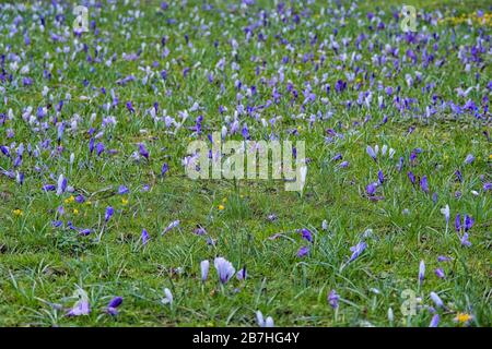 Frühling Crocus Gras Bank in Farbe Stockfoto