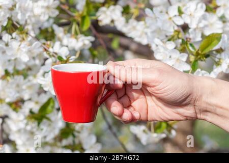 Weibliche Hand, die eine Porzellanbecher Kaffee mit blühendem Kirschbaum im Hintergrund hält. Selektive Fokussierung auf Becher. Stockfoto
