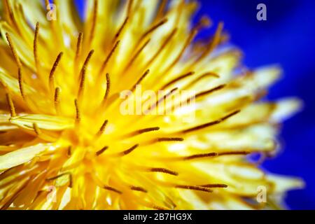 Gelbe Löwenzahn auf blauem Hintergrund. Frühjahr 2020. Nahaufnahme der Hand-Makrofotografie. Stockfoto