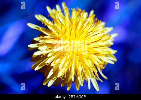 Gelbes Dandelion auf blauem Hintergrund. Frühjahr 2020. Nahaufnahme - Makrofotografie. Stockfoto