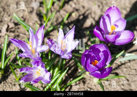 Violette Krokus. Es ist eine Gattung von blühenden Pflanzen in der Iris Familie, die 90 Arten von Stauden wachsen aus Kormen. Sie werden für Th kultiviert Stockfoto