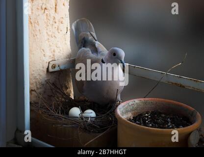 Taube nistet in einem Blumentopf auf der Fensterbank mit zwei Eiern im Gelege. Eurasische Kragentaube, Streptopelia decaocto. Farbfoto. Stockfoto