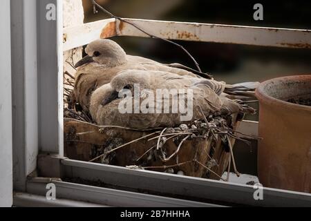 Zwei 14 Tage alte Taubennestlinge nisten in Blumentöpfen an einer Fensterbank. Eurasische Kragentaube, Streptopelia decaocto. Farbfoto. Stockfoto
