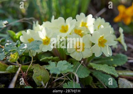 Primrose (Primula vulgaris) schließt East Yorkshire, England, Großbritannien, GB. Stockfoto