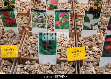 Verkauf von Calla Lilly in EINEM Flower Market Shop Amsterdam Niederlande 2020 Stockfoto