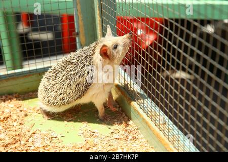 Der europäische Igel geriet in eine Falle, die für einen Nagetier wie eine Ratte bestimmt war. Geschärfter Igel in einem Käfig festgeklemmt. Stockfoto