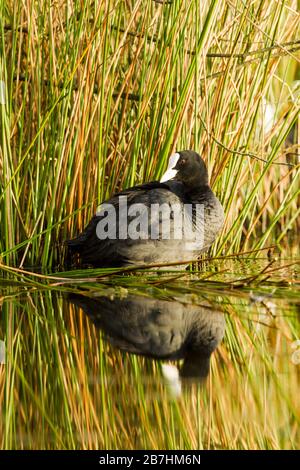 Erwachsene Eurasische Köche (Fulica atra) in Wasser gegen Schilf in warmem Licht, das dunklen Kopf, rotes Auge, weißen Schnabel und weißen Schild zeigt. Stockfoto